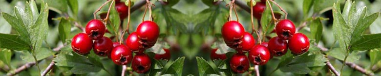 Rotdorn-Frucht